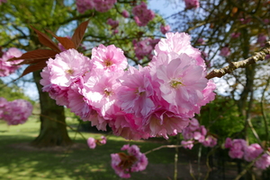 Brockwood Blossoms