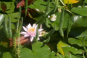 Water Lily in Rougemont