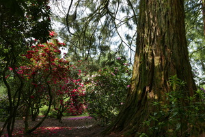 Path through a spring Grove