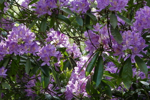 Lilac Rhododendron in the Grove