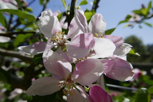 More apple blossoms