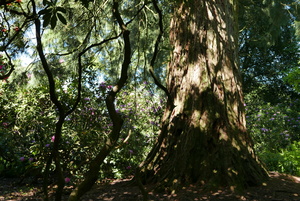 Sequoia Shade