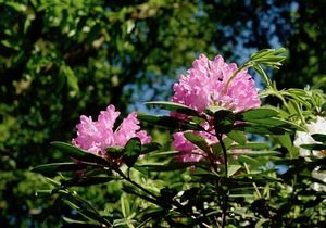 Grove rhododendrons