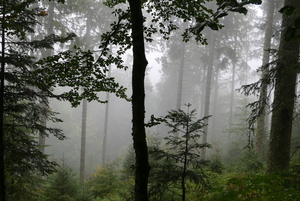 Misty Forest 3
