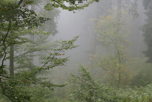 Misty Forest 2