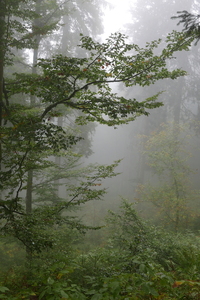 Misty Forest 1